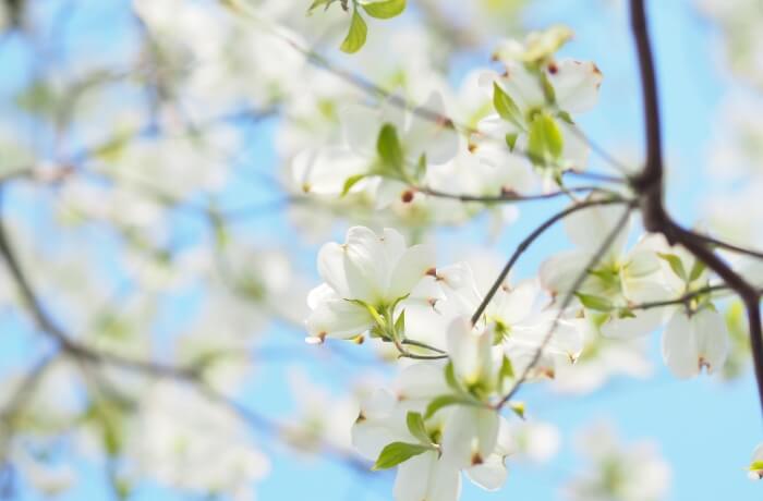 シンボルツリーの白いハナミズキ。 花言葉は「永続性」。絶えることない季節の移ろいと ゲストの幸せを願って。